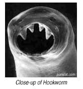 Working with Parasite Medicine Oje ~ Nature of Parasites