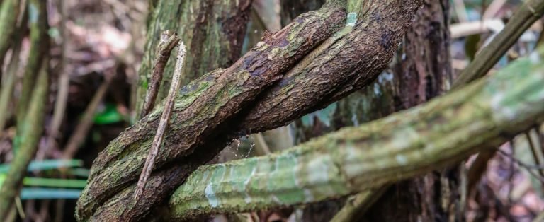Traditional Ayahuasca Use